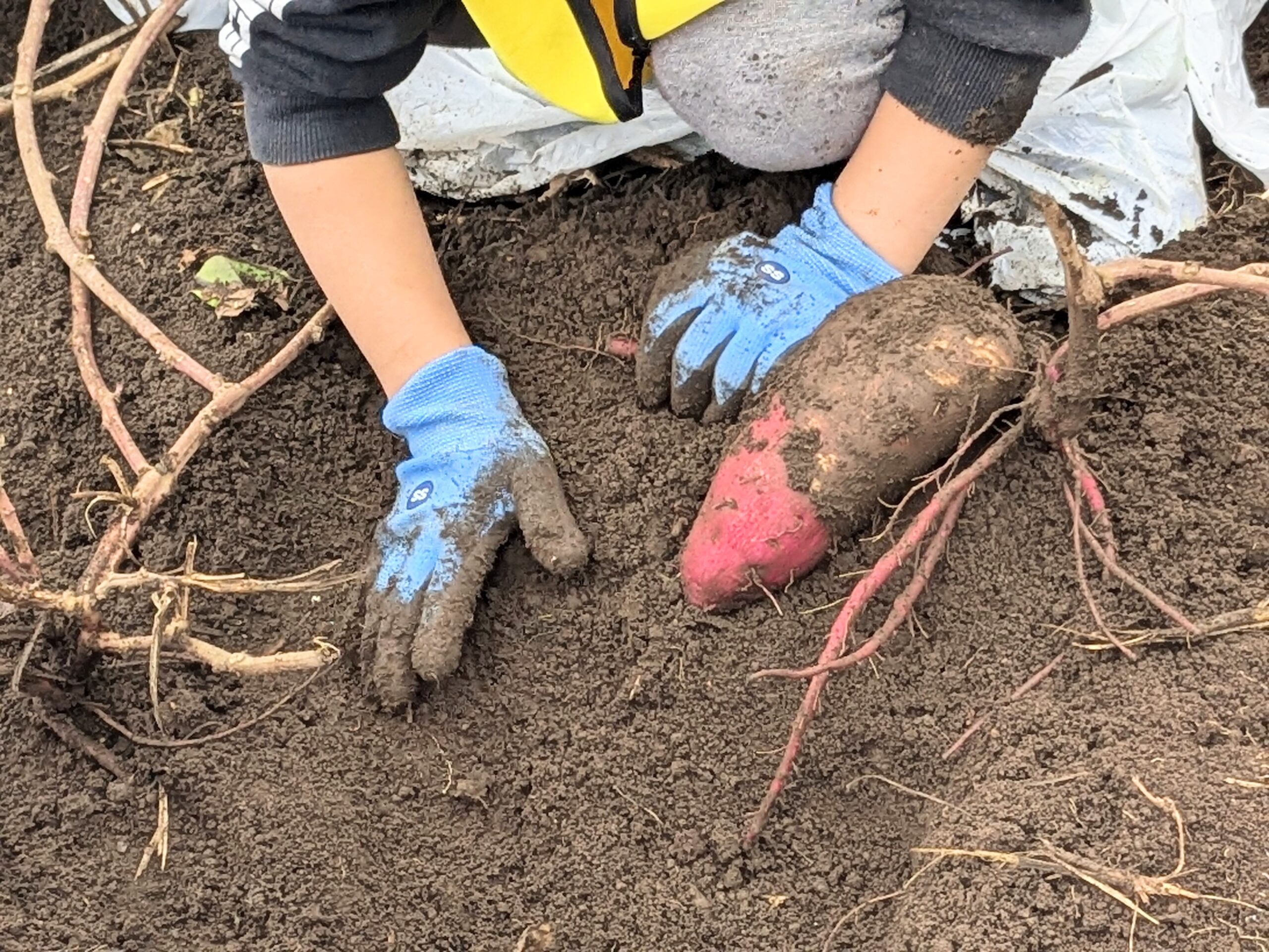 豊島区の雑司ヶ谷幼稚園の2024年12月の様子