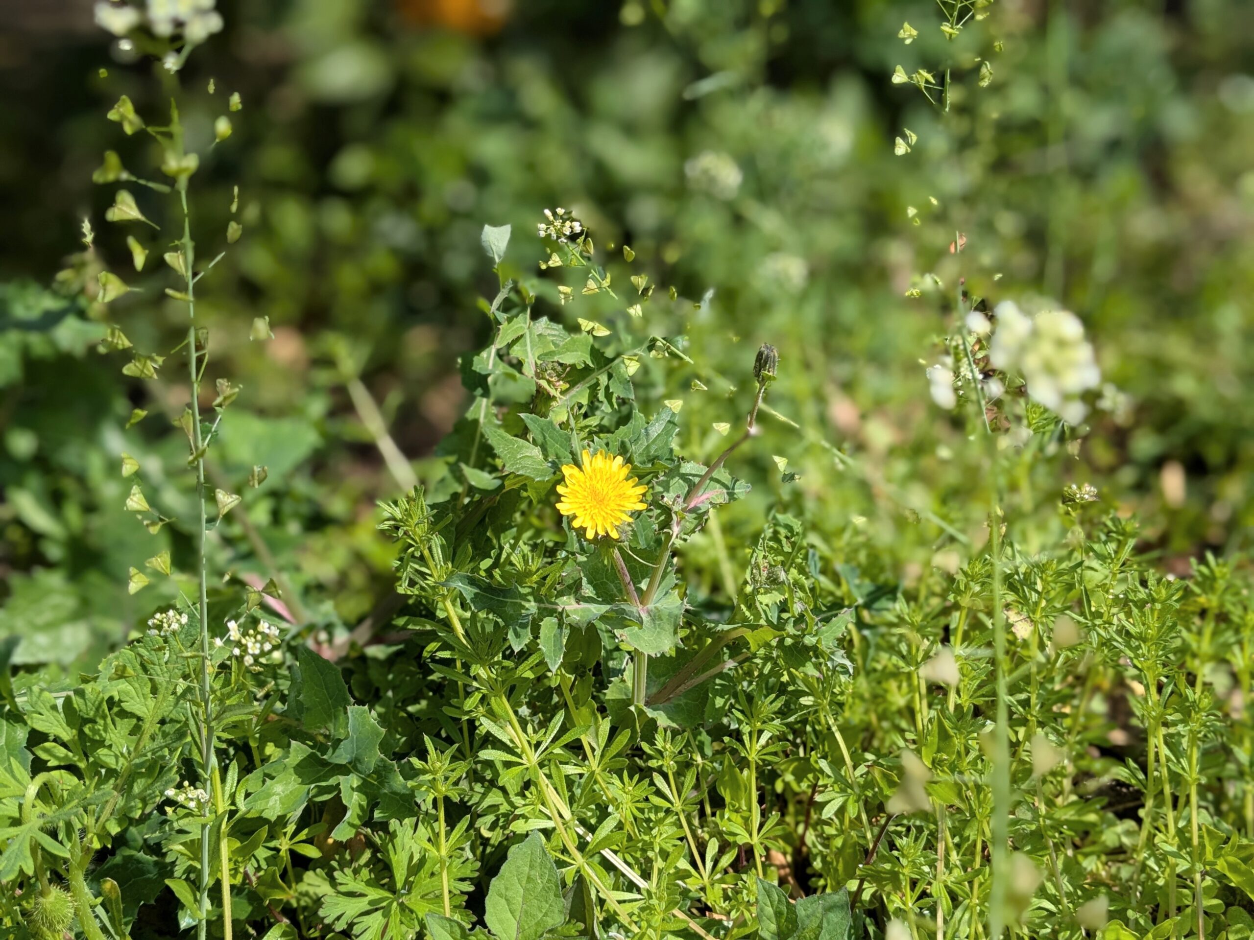 豊島区の雑司ヶ谷幼稚園の2025年4月の様子