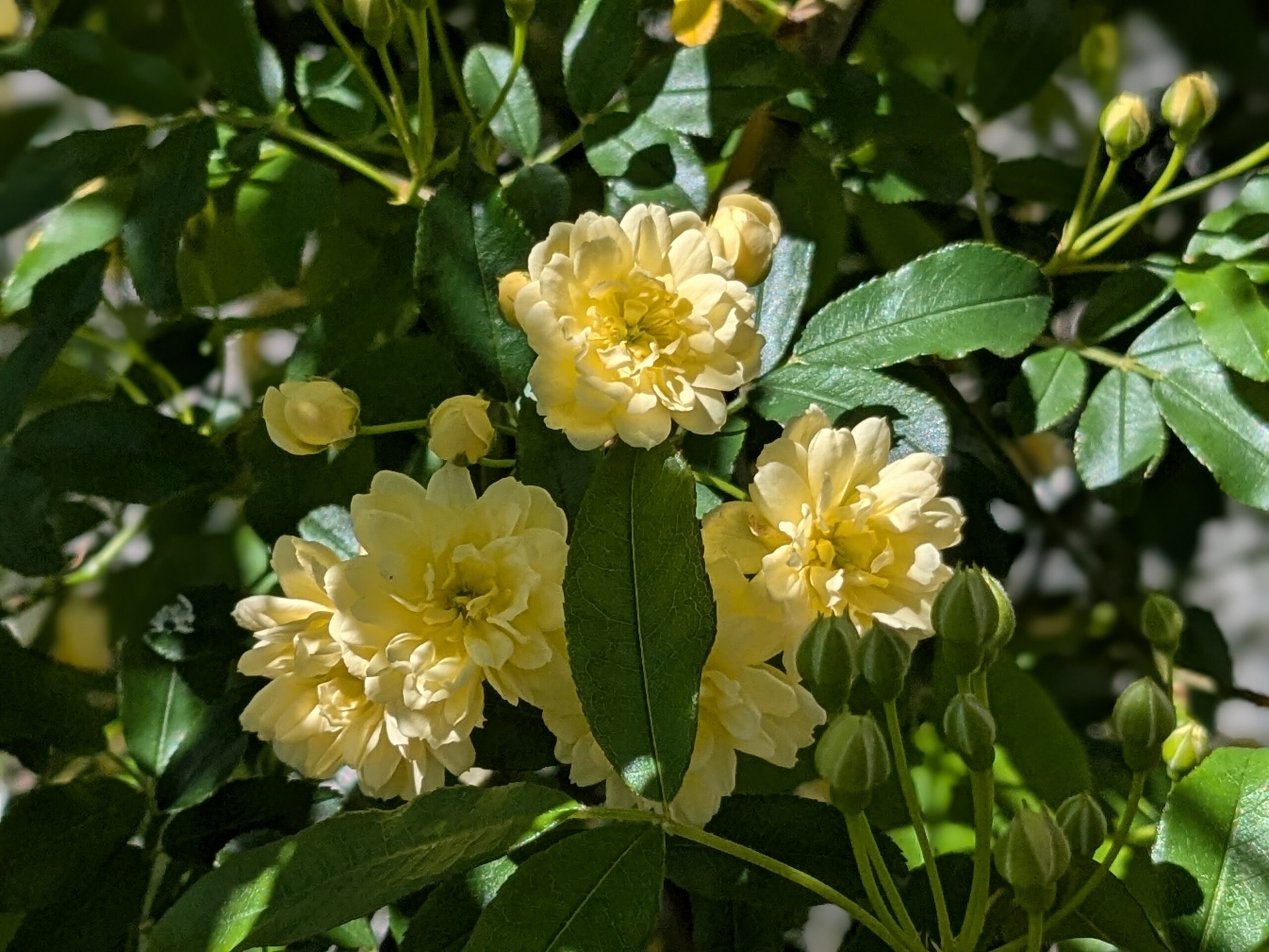 豊島区の雑司ヶ谷幼稚園の2025年5月の様子