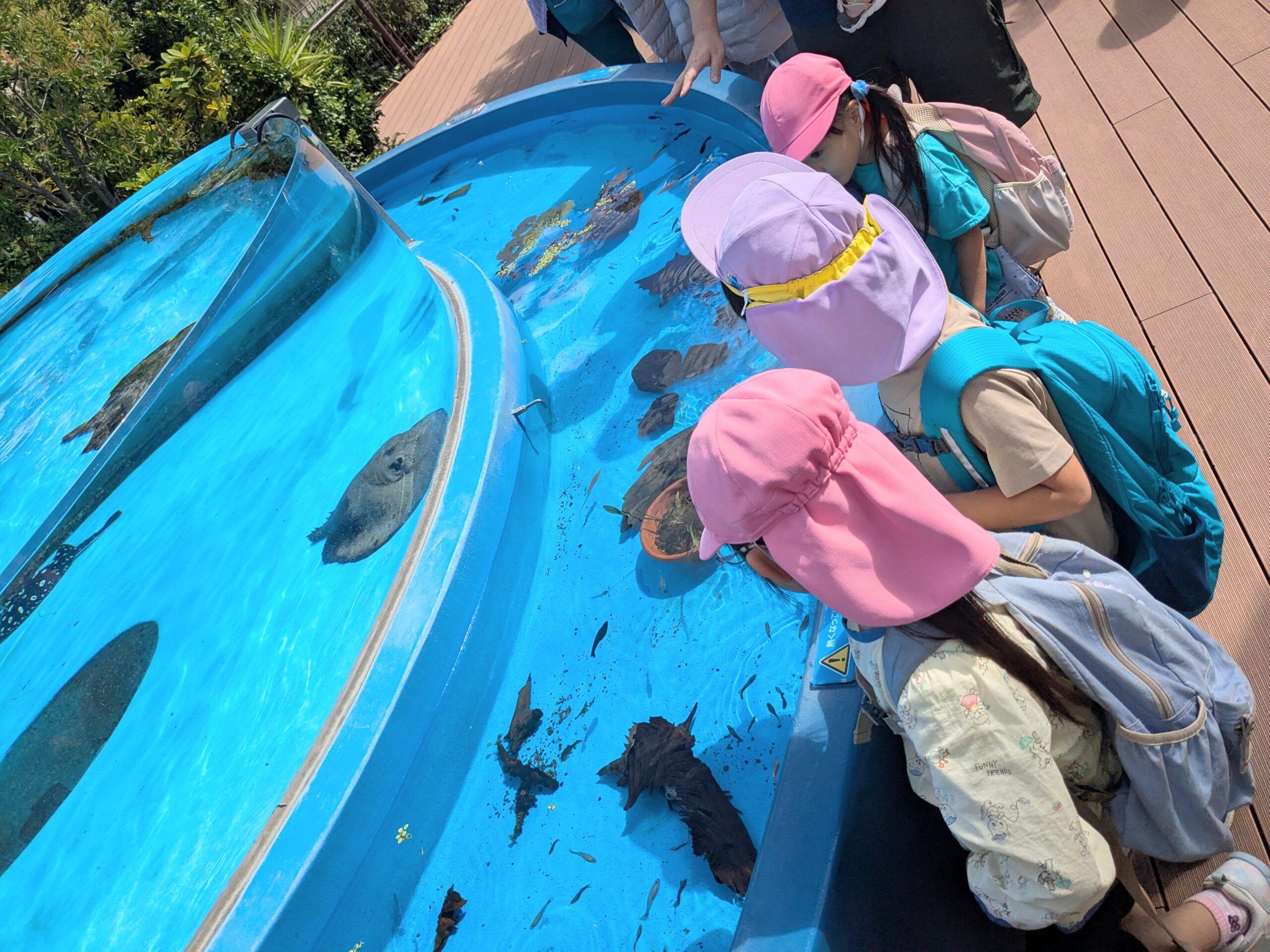 豊島区の雑司ヶ谷幼稚園の2025年11月の様子